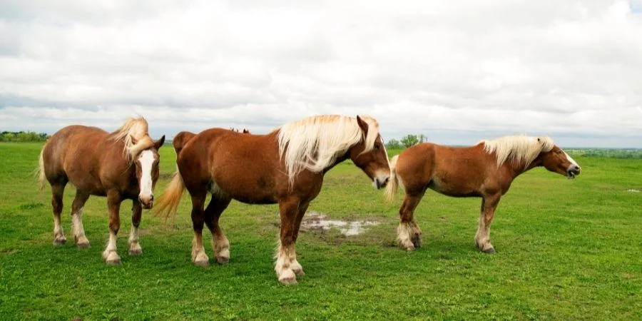 Los caballos belgas fueron muy destacado en la historia por su fuerza de arrastre
