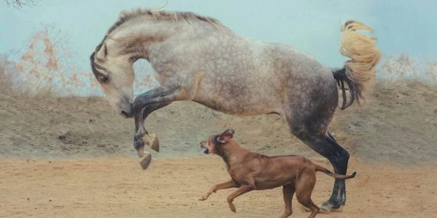 Estos caballos portugueses tiene una valiosa carga genética gracias a sus ancestros andaluces