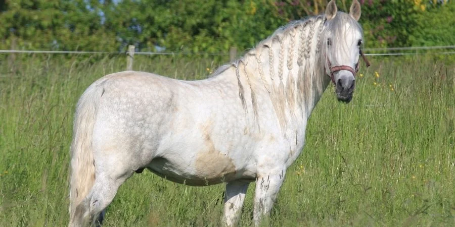Descripción física completa de los caballos andaluces