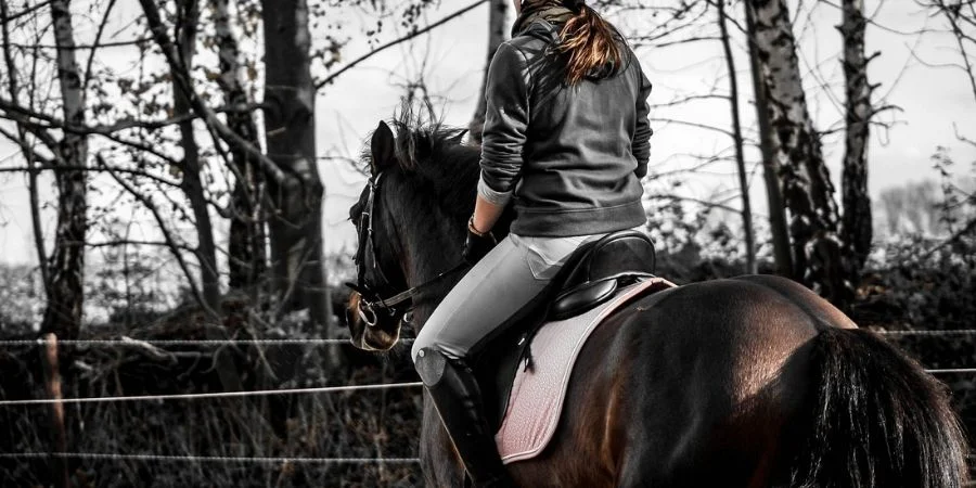 Hidratarlo y buen cepillado y aceitado es vital para comenzar a cuidar tu caballo PRE