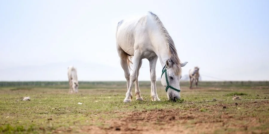 La mejo dieta para este caballo de silla es dar varias raciones en el transcurso del dia