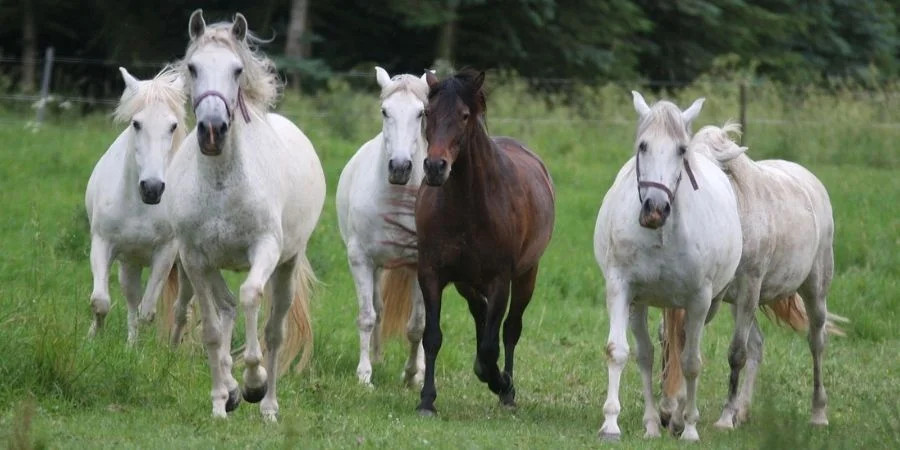 El origen y su presencia en el imperio romano lo hizo un caballo con fuerza y adaptable para trabajos