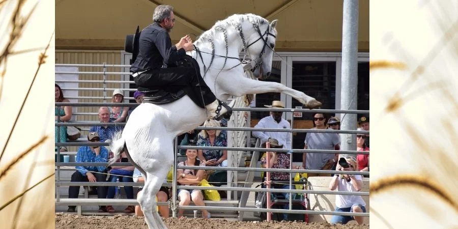Precio de un caballo andaluz