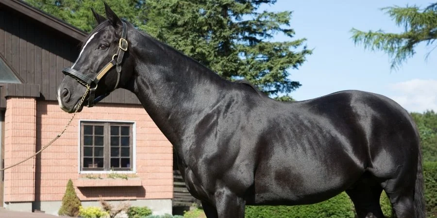 caracteristicas fisicas de los caballos garañones