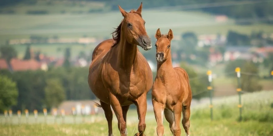 caracteristicas de los caballos cuartos millas
