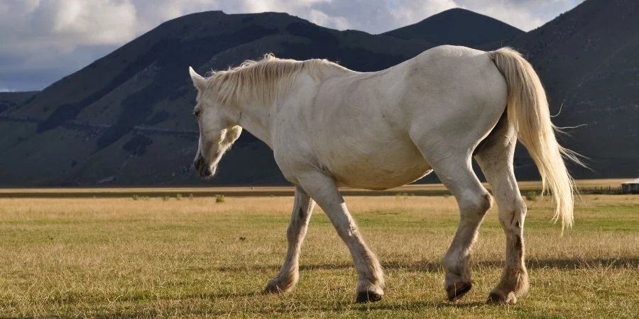 cuidados y alimentacion de los caballos garañones 