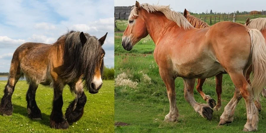 Cuidados de los caballos brabantes es dar un cepillado constante y una media de 2kg de alimento dario
