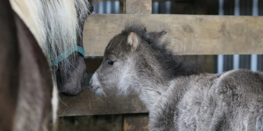nombres para caballos