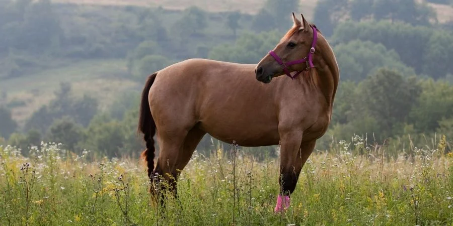 historia de los caballos cuartos millas