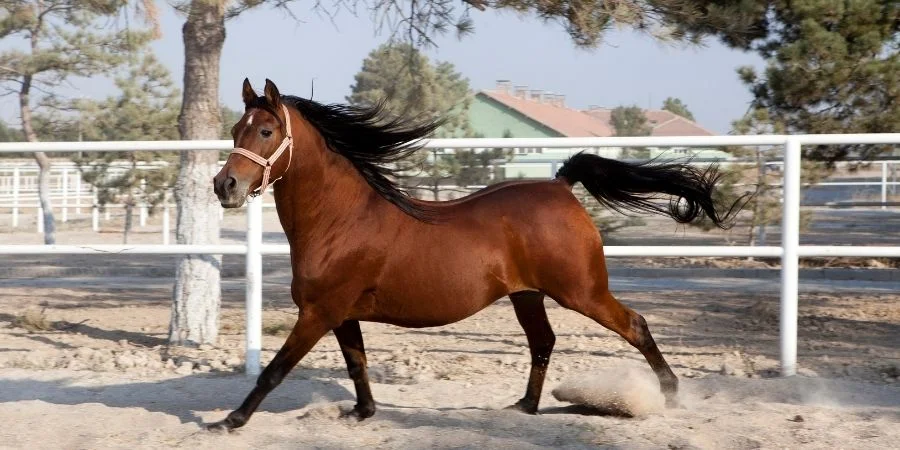 origen de los caballos garañones