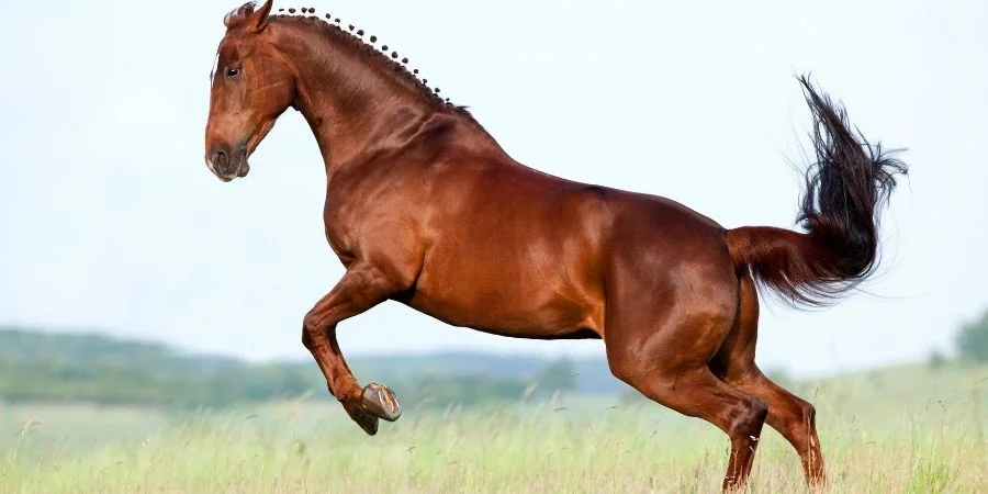 historia de los caballos zainos