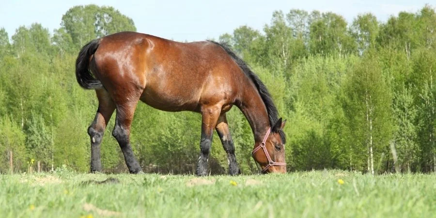 cuidados y alimentacion de caballos zainos