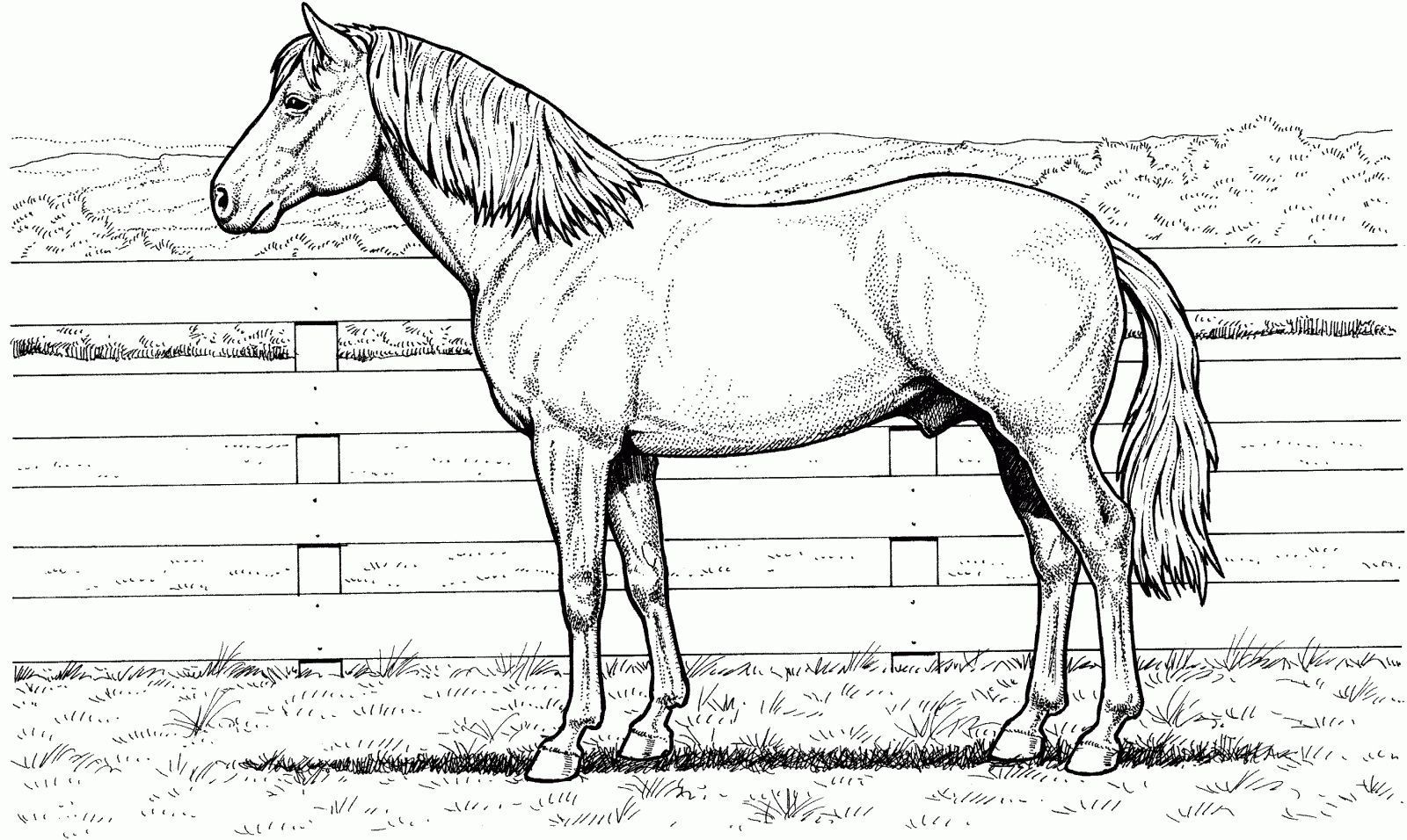 dibujo de caballos