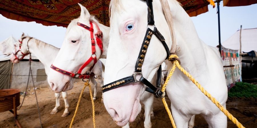 El albanismo en caballos es un defecto genetico, no una raza