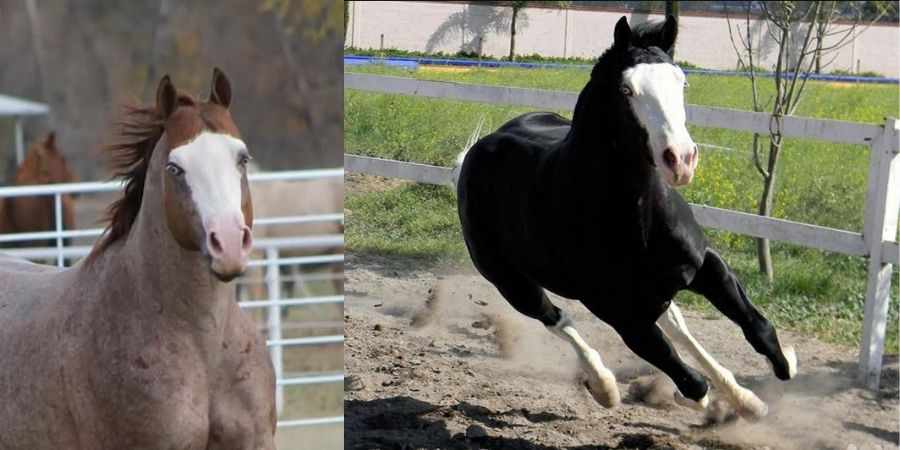Aprende del cuidado de un caballo gunner con pedigree