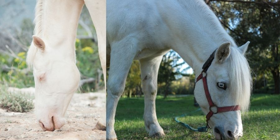 Los caballos albinos dorados y de ojos rojos es la caracteristica mas rara de esta alteración genetica