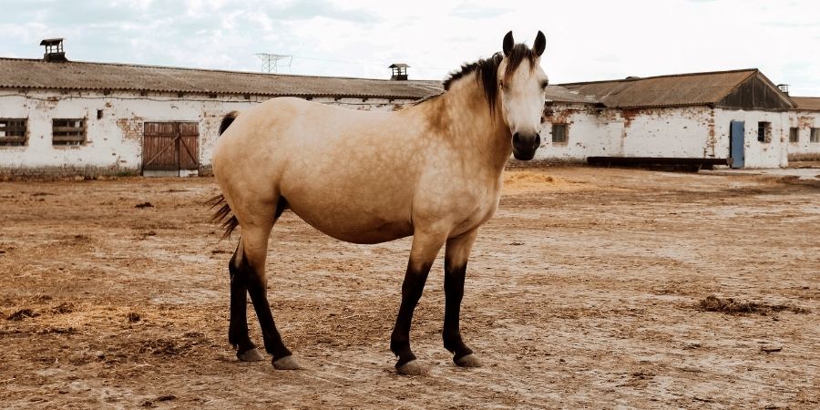 El caballo Rubio es un caballo de gran fuerza y elegancia