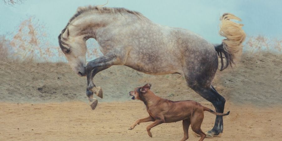 Estos caballos portugueses tiene una valiosa carga genética gracias a sus ancestros andaluces