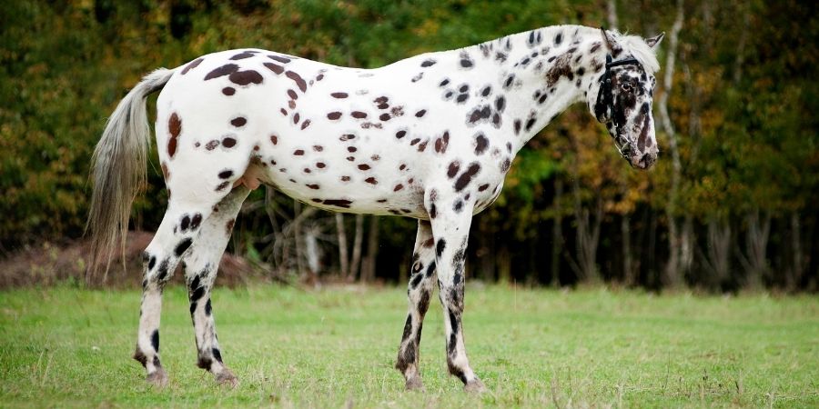 Cuidado de un caballo apalusa con vitaminas, hierbas y heno produce un buen brillo en su raro pelaje