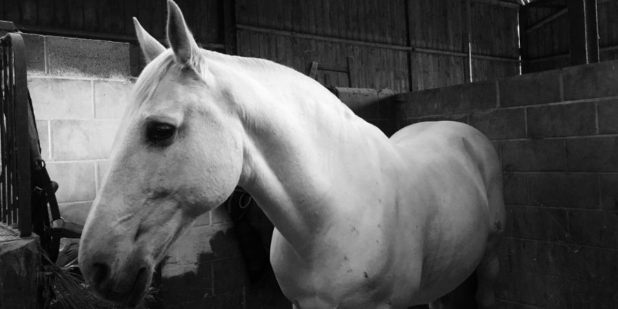 Los caballos lusitanos albinos son muy preciados en el mercado