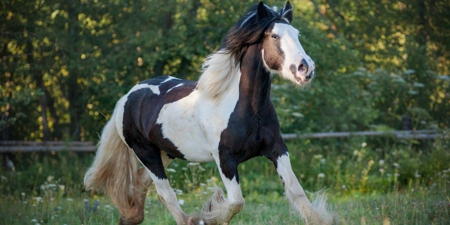 Este caballo gitano es originario de Irlanda y otras islas de Gran Bretaña