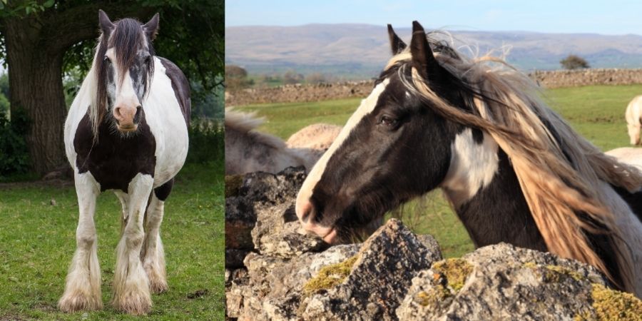 Los equinos gypsy tienen Pelo liso, abundante y suave