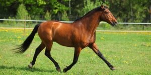 Que es un caballo hannoverianos aleman