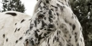 Tipos-de-caballos-appaloosa