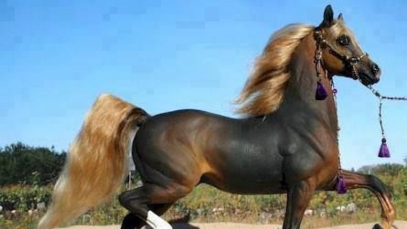 caballo purasangre