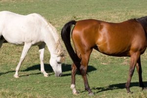ejemplares de caballos arabes