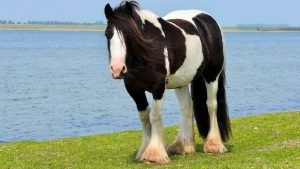 caballos-irish-cob