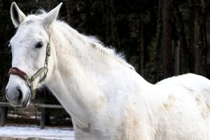 caballos lippizanos blancos