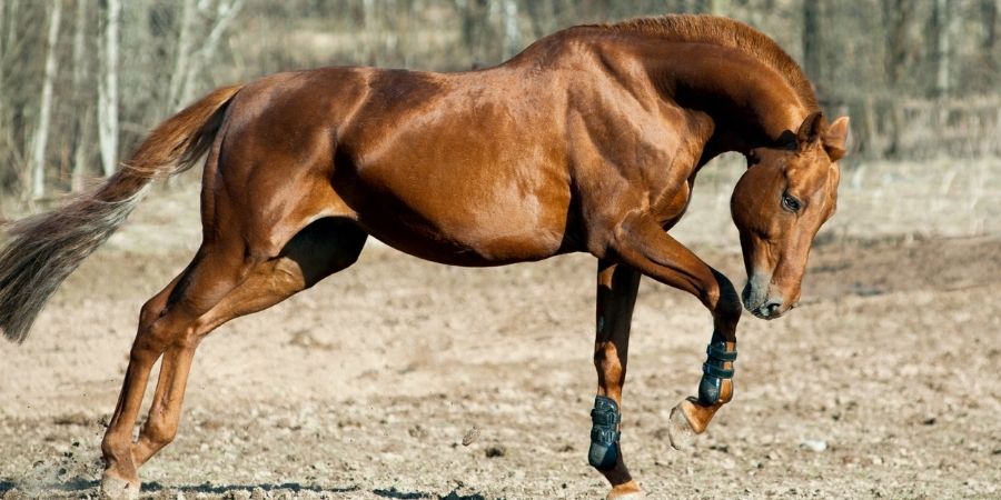 caracteristicas de cabalos zainos