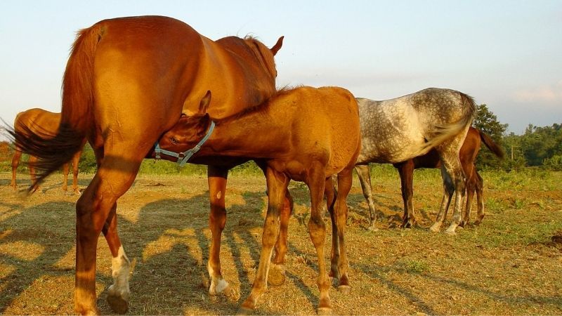 como se reproducen los caballos