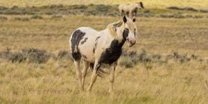 raza de caballos mustang